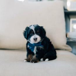 Steve - Tri-color male Bernedoodle puppy in Murray, Utah from Sun Valley Doodles