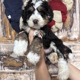 Obsidian - Tri-color male Bernedoodle puppy in Rose Hill, North Carolina from Red Door Canines
