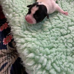 Rat Terrier Puppies from Susan Turner
