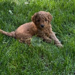 Pearl - Red  female Goldendoodle puppy in Sugar City, Idaho from Idaho Sugar Doodle Pups