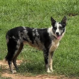 Ridge - Border Collie
