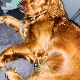 Coco - Cocker Spaniel