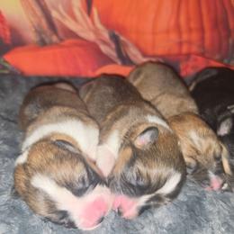 Belle - White and red female Pembroke Welsh Corgi puppy in Tomball, Texas from Larsen Loved Corgis