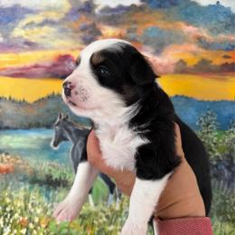 George - Black tri male Miniature Australian Shepherd puppy in Goldsboro, North Carolina from Maple Ridge Farm