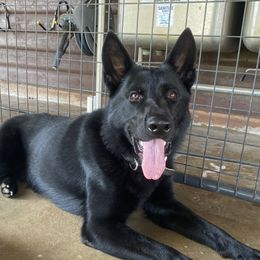 Ozni - German Shepherd