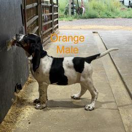 Orange - Blue ticked male Bluetick Coonhound puppy in Bennett, Colorado from 5280 Blue Ticks