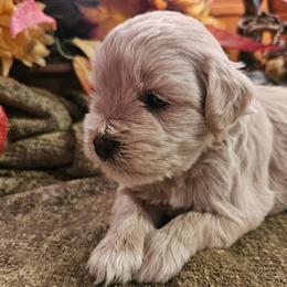 Copper - White male Miniature Schnauzer puppy in Lumberton, Texas from 1 Smart Choice Schnauzers Babies