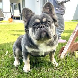 Fifa - French Bulldog