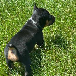 Lincoln - Black white and tan male Rat Terrier puppy in Canandaguia, New York from Mary ann Whipple's Old Dominion Terriers