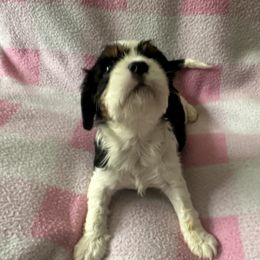 Cavalier King Charles Spaniel Puppies from Dawson’s Creek Breeding