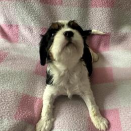 Cavalier King Charles Spaniel Puppies from Dawson’s Creek Breeding