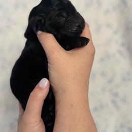 Red Boy - Black male Flat-Coated Retriever puppy in Mechanicsville, Virginia from Flatline Flat-Coated Retrievers