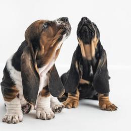 Basset Hound Puppies from Sandyhill Basset Hounds