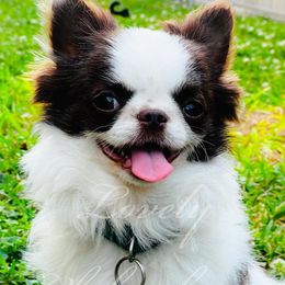 Chihuahuas from Lovely Chihuahuas