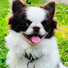Chihuahuas from Lovely Chihuahuas