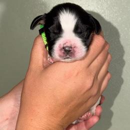 Reef - Black white and tan male English Springer Spaniel puppy in Williston, Florida from Parks Paradise Springers