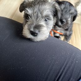 Miniature Schnauzer Puppies from Miles Family Schnauzers