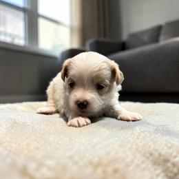 Zara - White female Maltipoo puppy in Bowling Green, Kentucky from Denise Clark