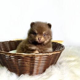 Pomeranian Puppies from Torrey Hills Poms