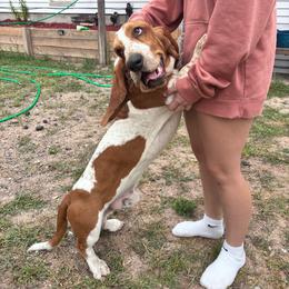 Henry - Black white and tan male Basset Hound puppy in Manton, Michigan from BeckysBassets