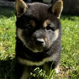 Shiba Inu from Little Furry Tails