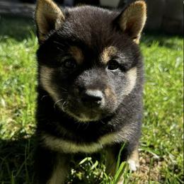 Shiba Inu from Little Furry Tails