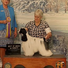 Cary - Cocker Spaniel