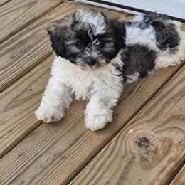 Hercules - Black white and silver male Shihpoo puppy in Pacolet, South Carolina from Kelli's Kennels