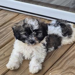 Hercules - Black white and silver male Shihpoo puppy in Pacolet, South Carolina from Kelli's Kennels
