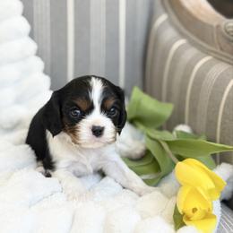 Max - Chocolate Gene - Tri-color male Cavalier King Charles Spaniel puppy in Draper, Utah from Cavachon Love Chocolate Cavaliers, Cavaliers, Cavachon’s, Cavapoos
