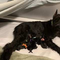 Giant Schnauzer, Miniature Schnauzer, and Standard Schnauzer Puppies from Die Nassen Baerte