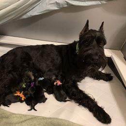 Giant Schnauzer, Miniature Schnauzer, and Standard Schnauzer Puppies from Die Nassen Baerte