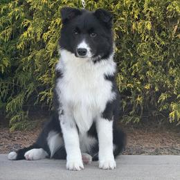 Sly - Blue merle male Border Collie puppy in Dunn, North Carolina from Coylety Kennel