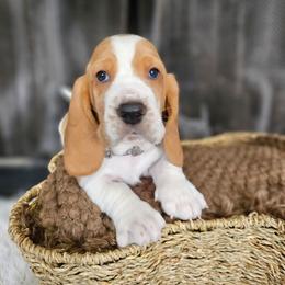 Basil - Red and white male Basset Hound puppy in Lone Jack, Missouri from Wee Little Bassets