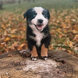 Rainbow - Black tri-color female Australian Shepherd puppy in Unionville, Iowa from Soap Creek Kennels