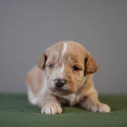 Max - Brown male Schnoodle puppy in Caldwell, Idaho from Boise Doodle Co.