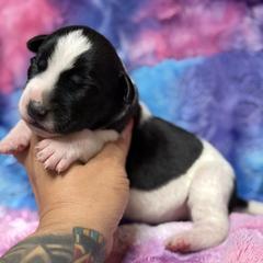 Elegancia Vintage Llomaira - Black and white female Xoloitzcuintli puppy in Victorville, California from Elegancia Vintage Xoloitzcuintle