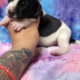 Elegancia Vintage Llomaira - Black and white female Xoloitzcuintli puppy in Victorville, California from Elegancia Vintage Xoloitzcuintle
