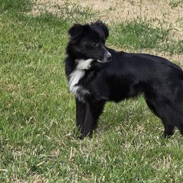 Sam - Toy Australian Shepherd
