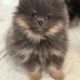 Royal - Blue and tan male Pomeranian puppy in Newport Beach, California from Exotic City Pomeranians and chihuahuas