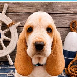 Light Blue collar Male - Lemon and white male Basset Hound puppy in Columbia, South Carolina from Pawmetto Hounds