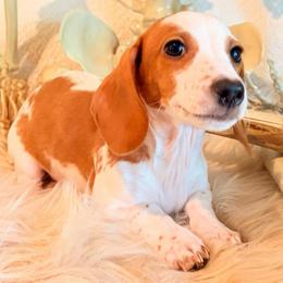 Hunter - Dapple male Dachshund puppy in Washburn, Tennessee from Clinch Mountain Dachshunds
