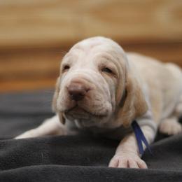Puppy 1 - White and orange male Bracco Italiano puppy in Williamsburg, Virginia from Eastern Breeze