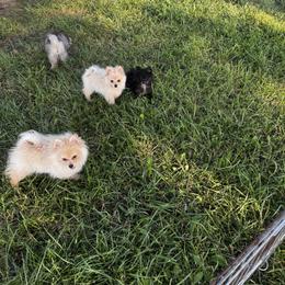 Rosemary - White female Pomeranian puppy in Harrisonville, Missouri from Cindy's Pomeranians