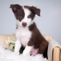 Reverie - White and red male Border Collie puppy in Conway, Missouri from 2J 2K Border Collies | Maremma Sheepdogs
