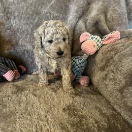 Butterfinger - Apricot male Goldendoodle puppy in Richmond, Texas from Harper’s Heartbeats