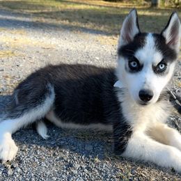 Dakota - Black and white Siberian Husky puppy in Kingstree, South Carolina from FurryPawKennel
