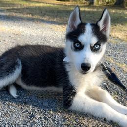Dakota - Black and white Siberian Husky puppy in Kingstree, South Carolina from FurryPawKennel