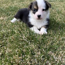 Pembroke Welsh Corgi Puppies from Maria's Pembroke Welsh Corgis