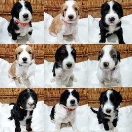 Aussiedoodle Puppies from Southwest Florida Doodles